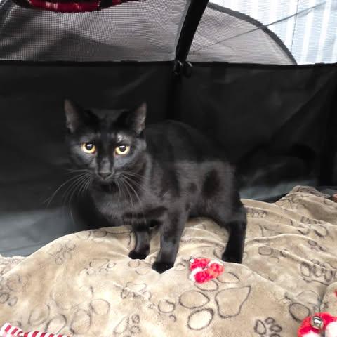 Enlarge Charly, an adopted mixed breed in Chicago, IL image 5/6