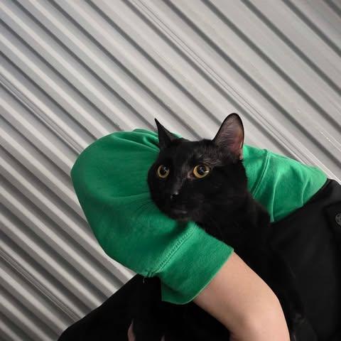 Enlarge Charly, an adopted mixed breed in Chicago, IL image 4/6