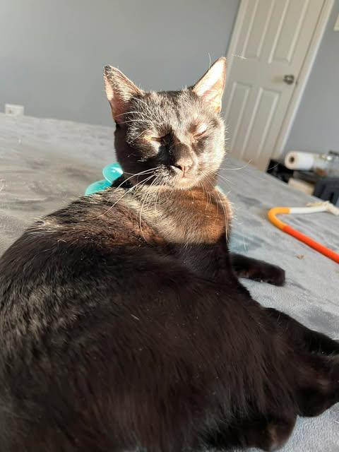 Enlarge Charly, an adopted mixed breed in Chicago, IL image 2/6