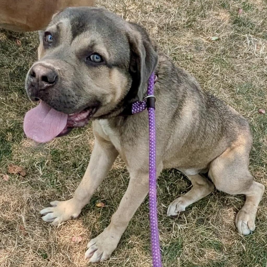 Braveheart, an adopted Mixed Breed in Buffalo, NY image 2/6