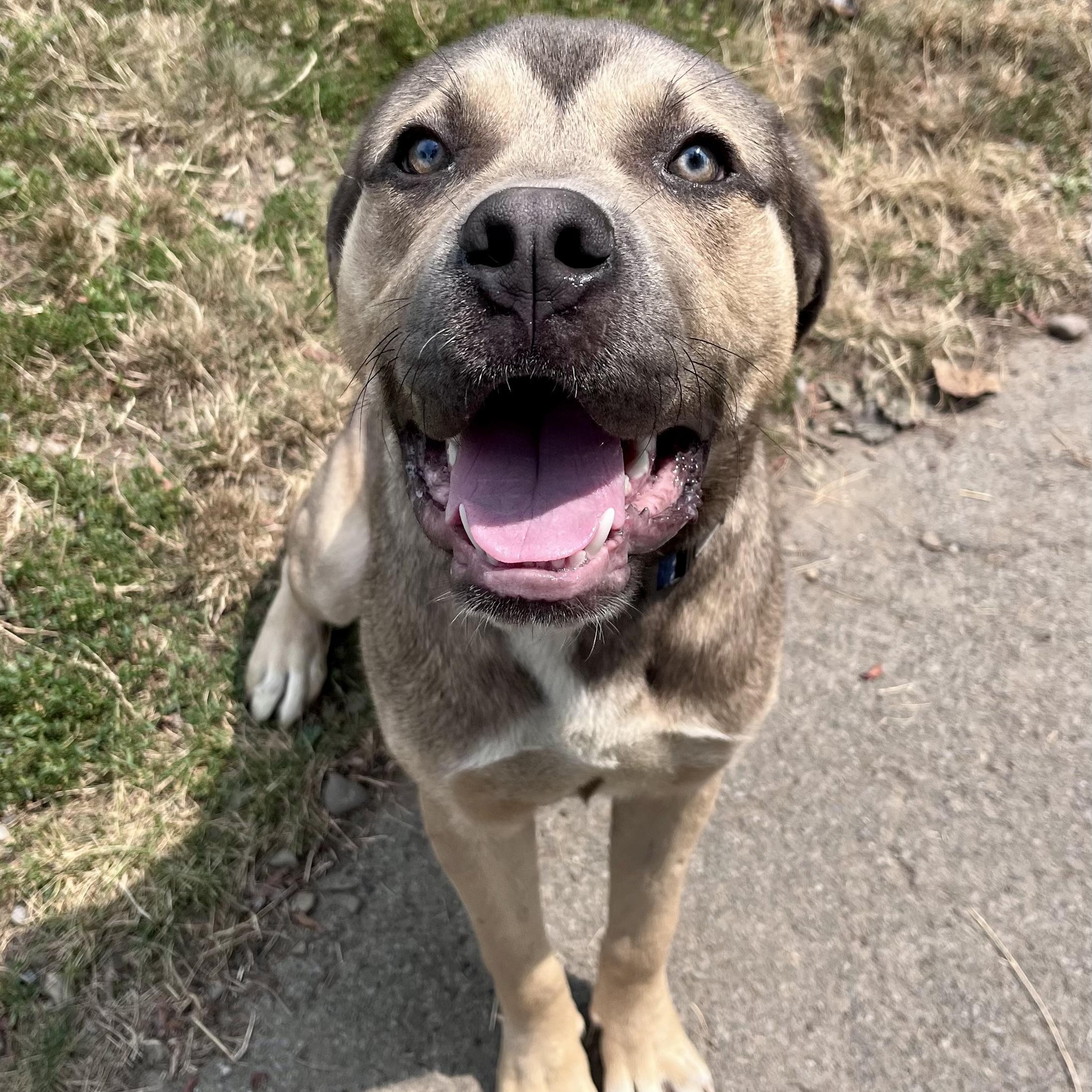 Braveheart, an adopted Mixed Breed in Buffalo, NY image 5/6