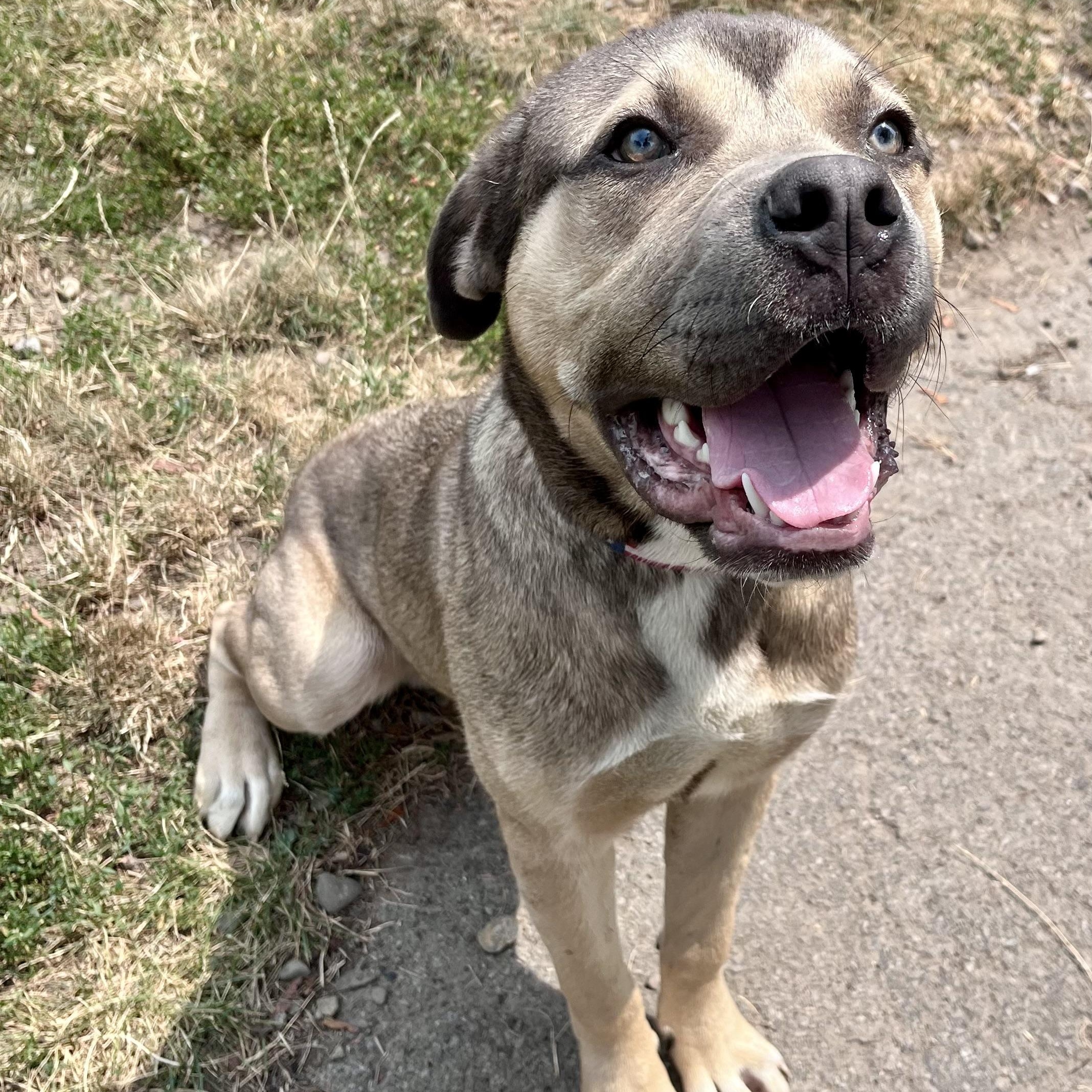 Braveheart, an adopted Mixed Breed in Buffalo, NY image 6/6