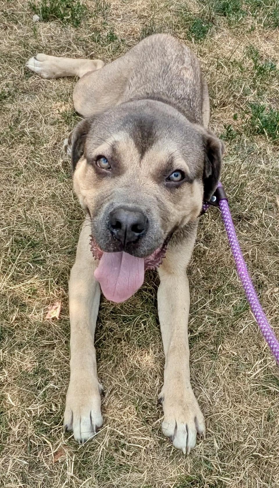 Braveheart, adopted, Young Male Mixed Breed.