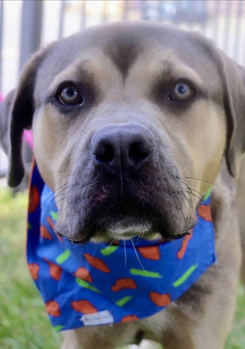 Braveheart, an adopted Mixed Breed in Buffalo, NY image 3/6