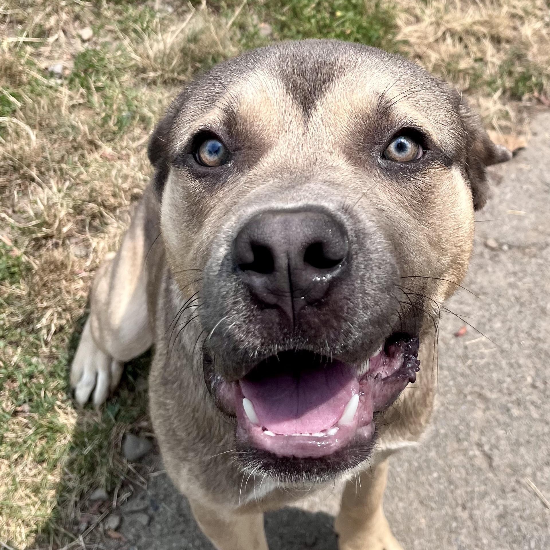 Braveheart, an adopted Mixed Breed in Buffalo, NY image 4/6