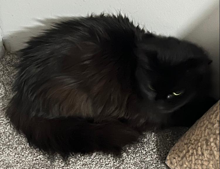 Spooky, a Adoptable mixed breed in Wilmington, NC image 1/2