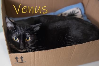 Venus, Adoptable, Adult Female Domestic Short Hair & Domestic Short Hair.