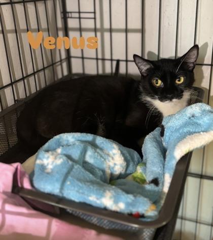 Enlarge Venus, a Adoptable Domestic Short Hair in Scottsdale, AZ image 2/3