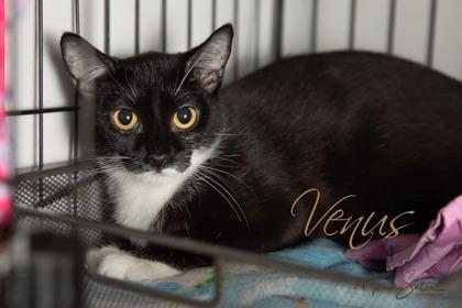 Enlarge Venus, a Adoptable Domestic Short Hair in Scottsdale, AZ image 3/3
