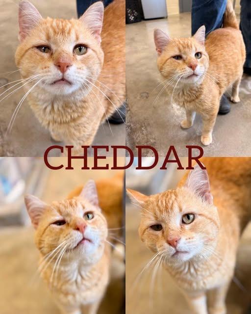 Cheddar, Adoptable, Adult Male Domestic Short Hair.