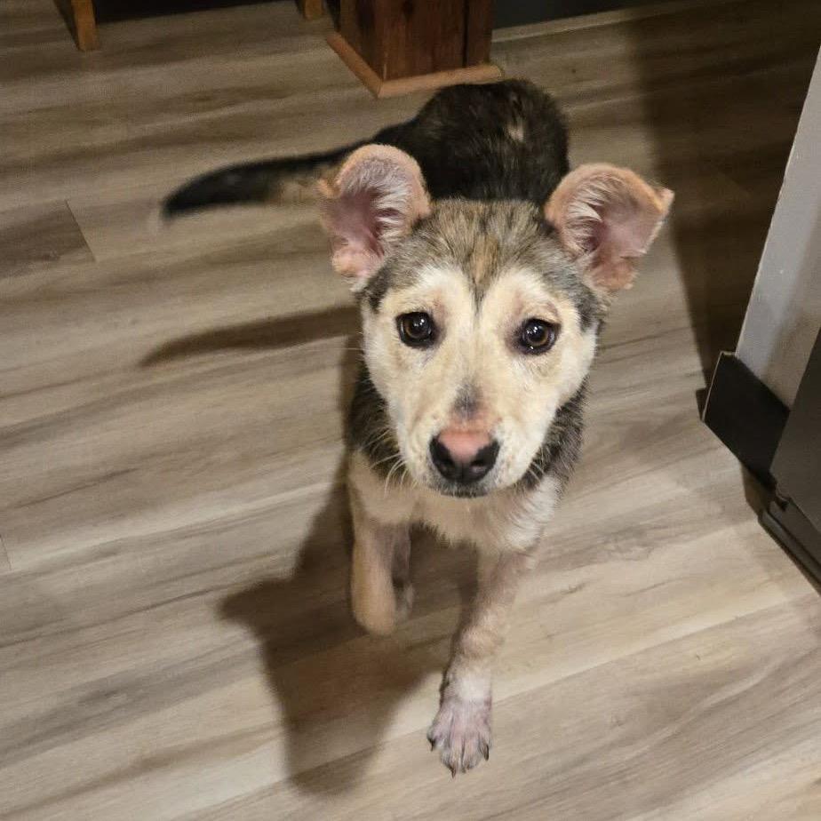 Posey, Adoptable, Young Female Mixed Breed.