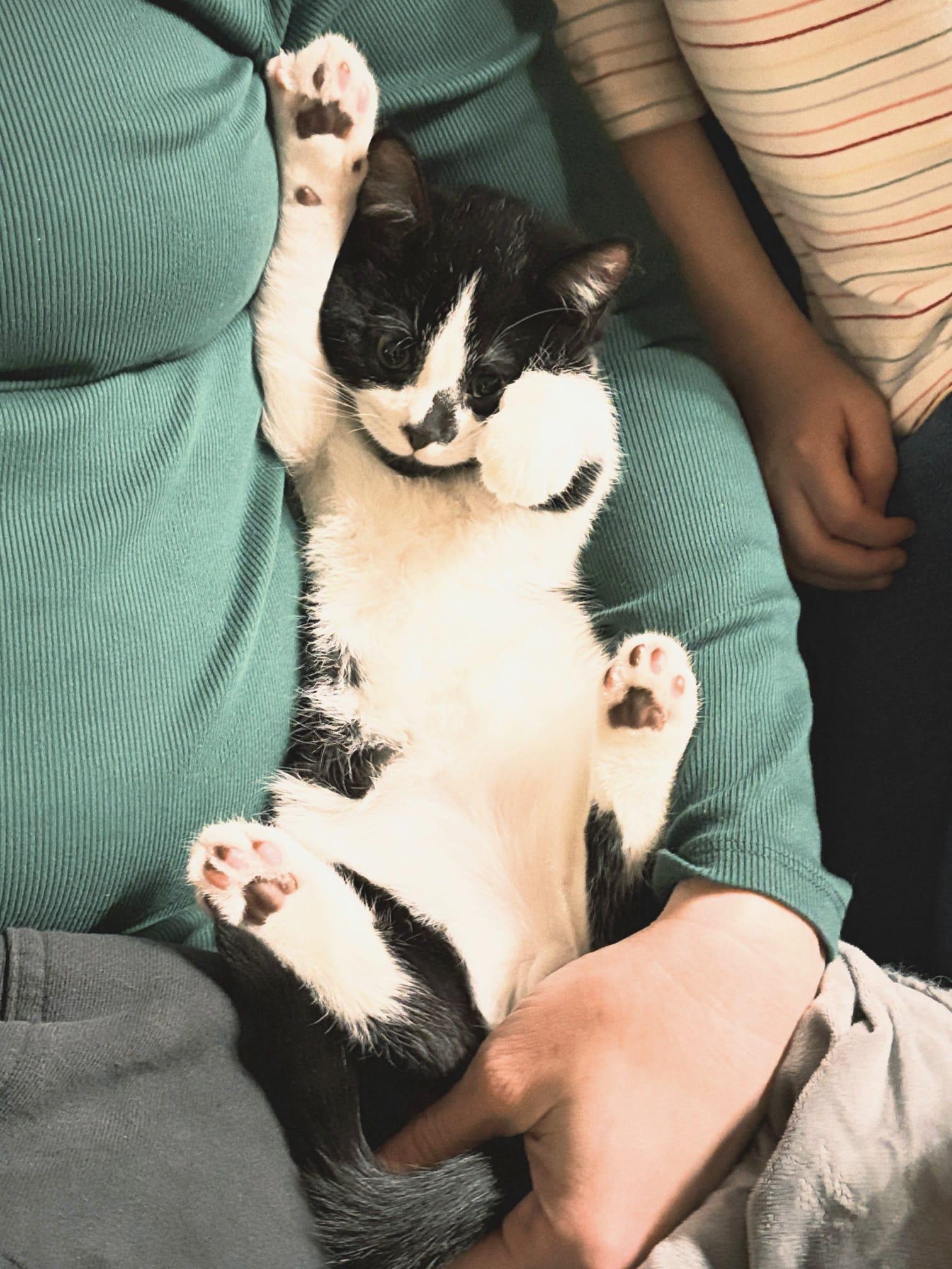 Feisty, adopted, Kitten Male Domestic Short Hair.