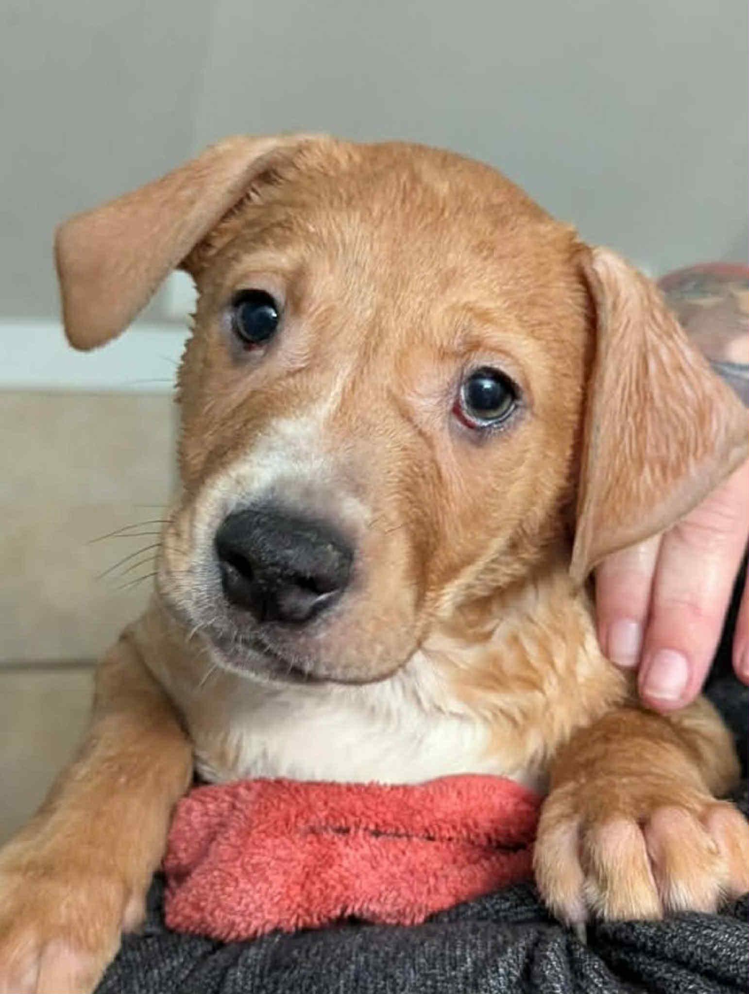 Nathan , Adoptable, Puppy Male Pit Bull Terrier & Mixed Breed.