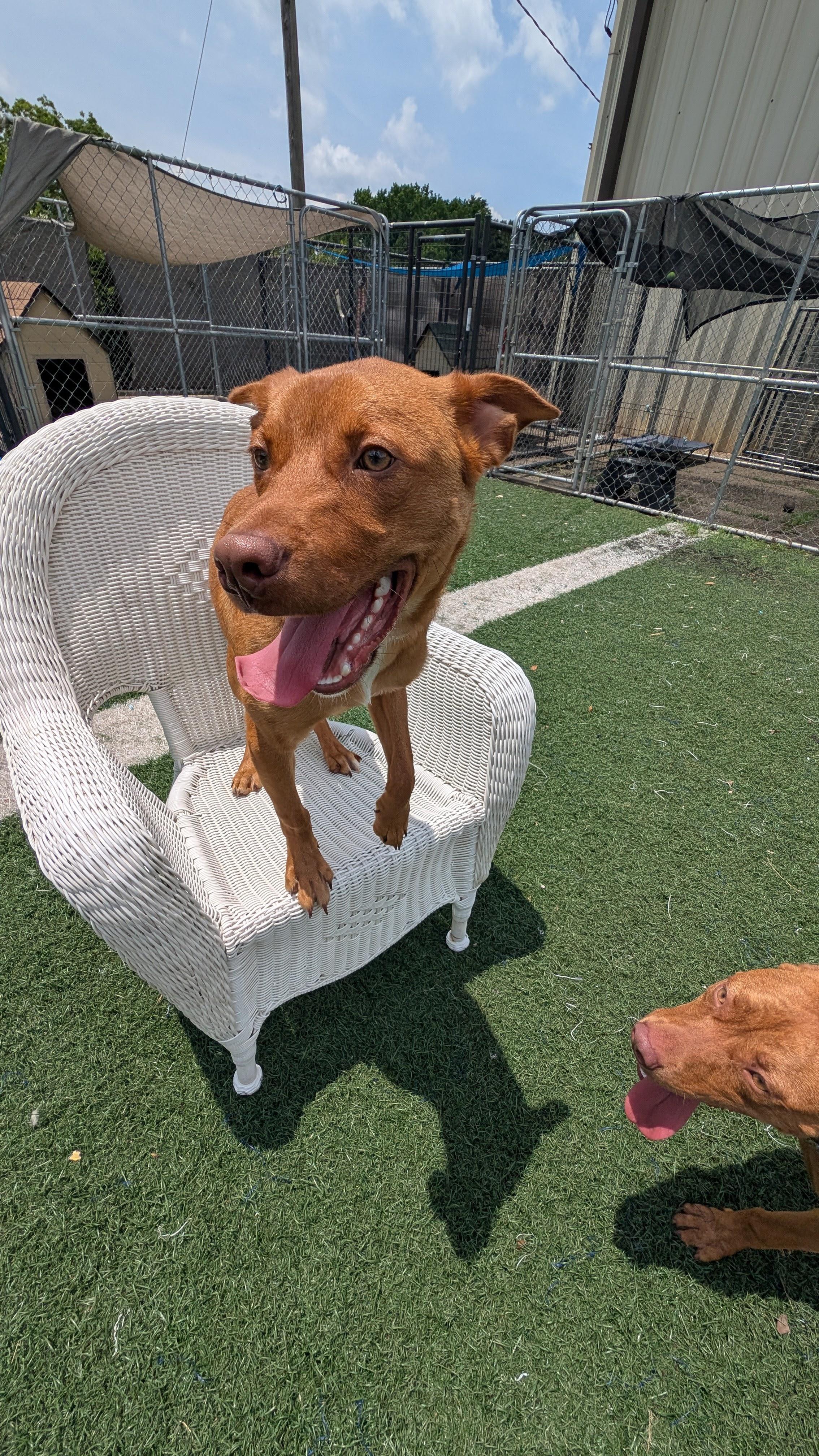 Cooper and Monte - can be separated