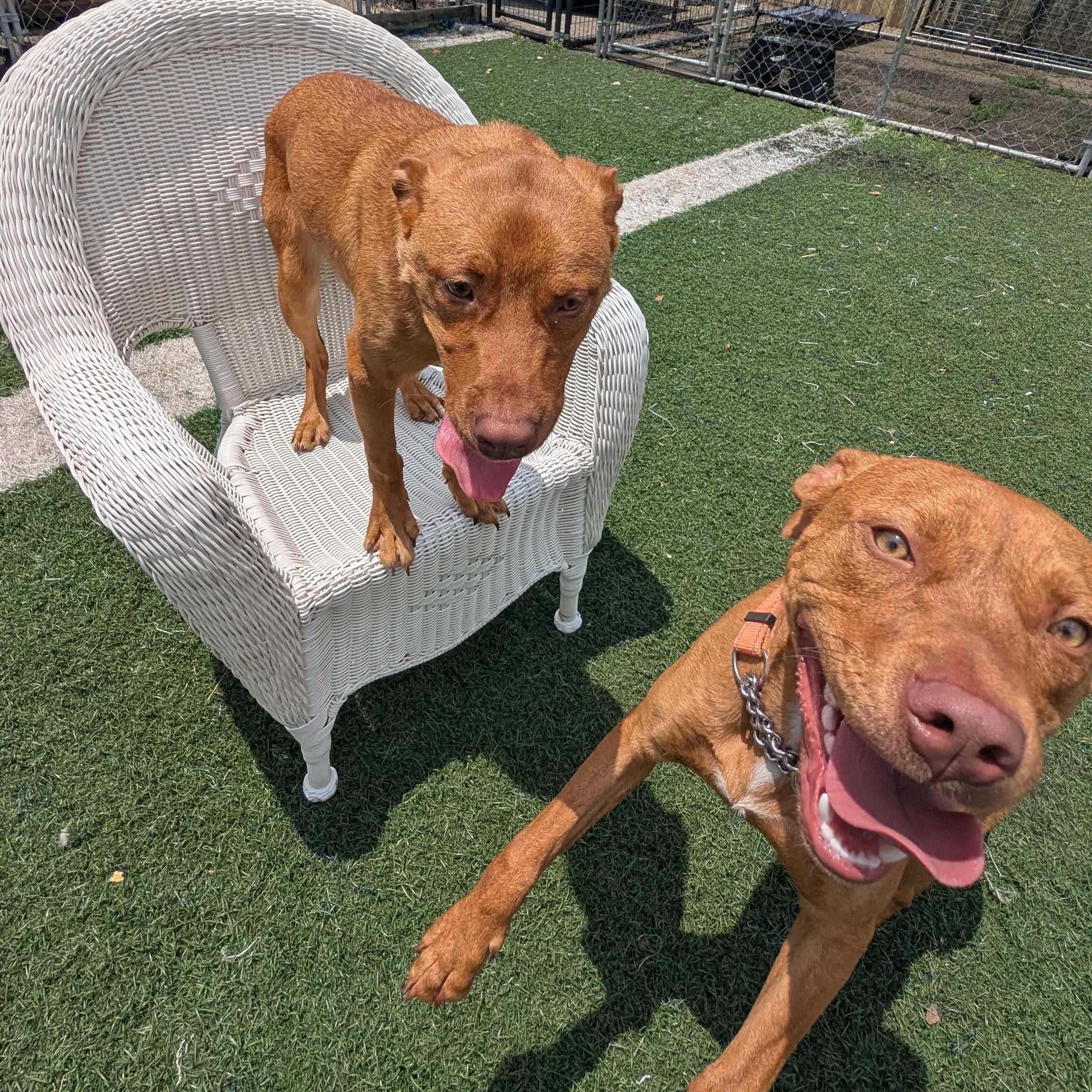 Cooper and Monte - can be separated