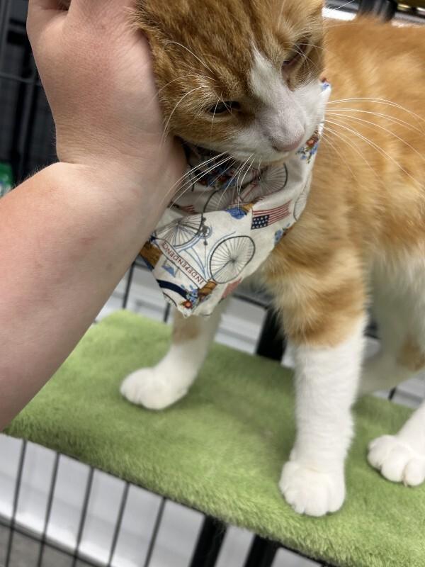 Charlie Boy, a Adoptable Domestic Short Hair in bellefontaine, OH image 1/5