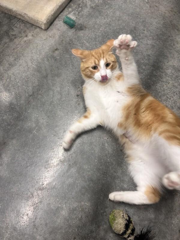 Charlie Boy, a Adoptable Domestic Short Hair in bellefontaine, OH image 4/5