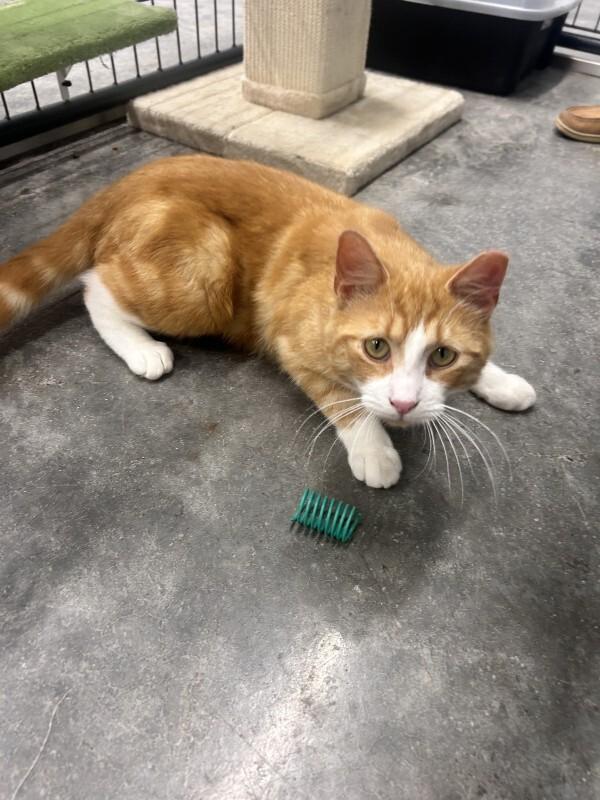 Charlie Boy, a Adoptable Domestic Short Hair in bellefontaine, OH image 2/5