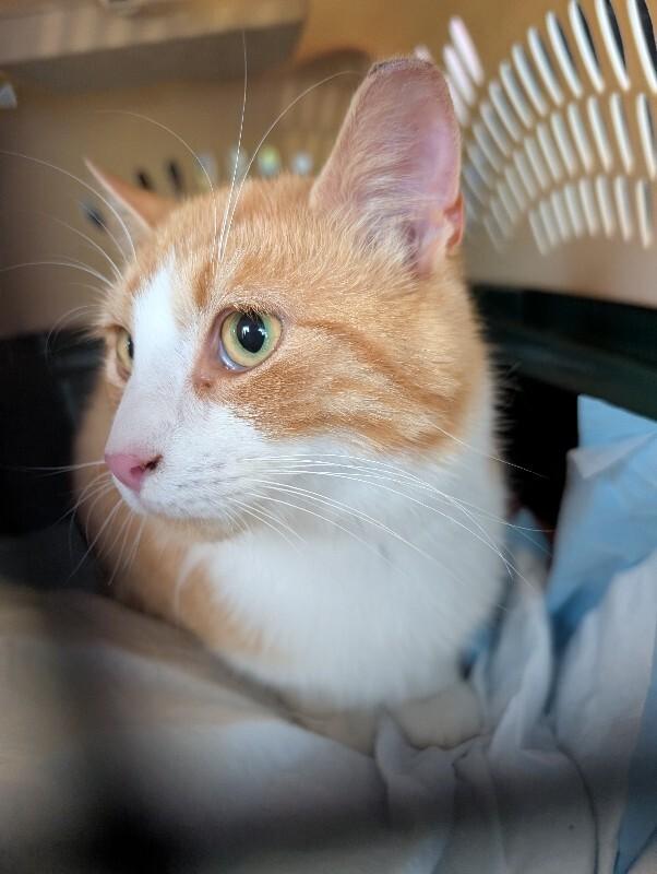 Charlie Boy, a Adoptable Domestic Short Hair in bellefontaine, OH image 5/5