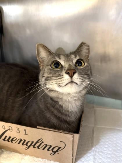 Enlarge Clover, a Adoptable Domestic Short Hair in Lafayette, IN image 1/1