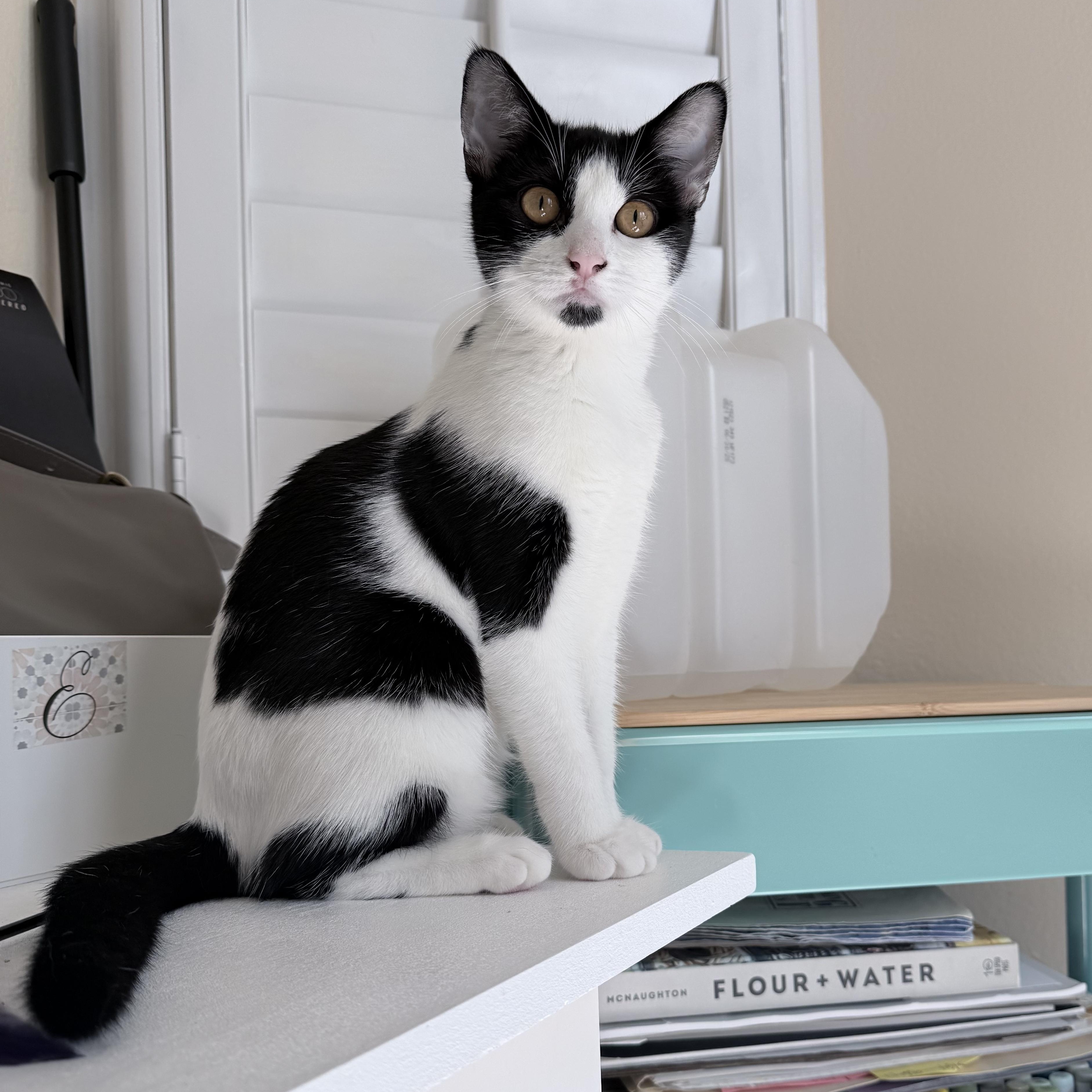 Fiona, Adoptable, Young Female Tuxedo.