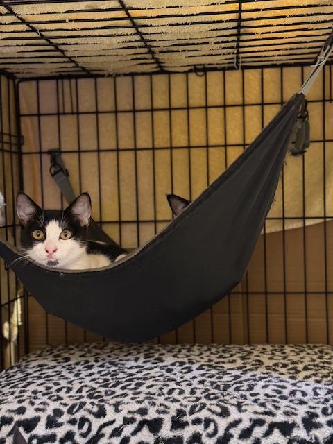 Fiona, a Adoptable Tuxedo in South San Francisco, CA image 2/2