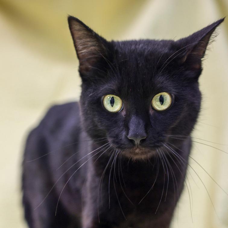Jet, Adoptable, Young Male Domestic Short Hair.
