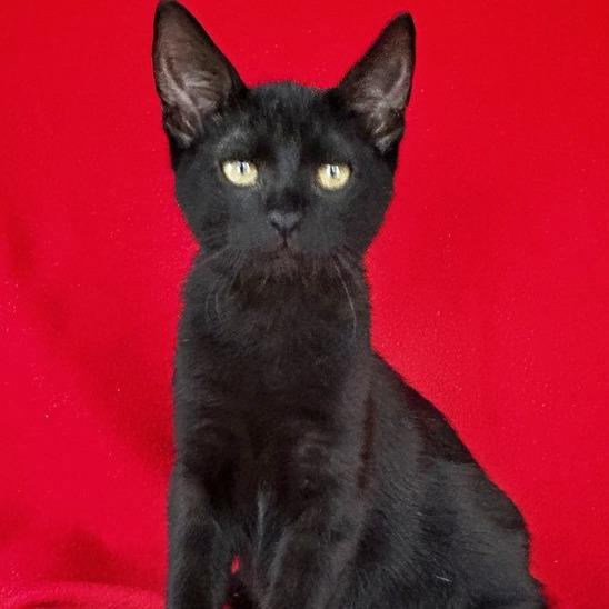Amos, Adoptable, Kitten Male Domestic Short Hair.