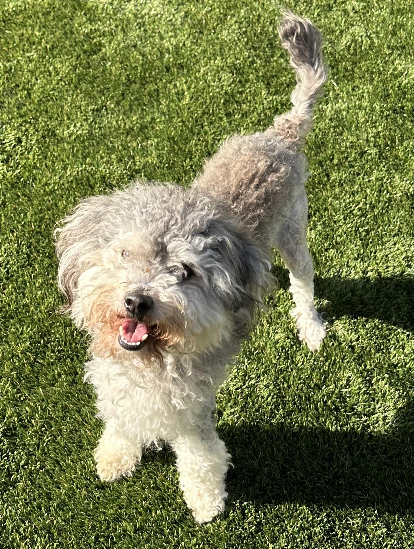 Maisy, Adoptable, Adult Female Poodle & Maltese.