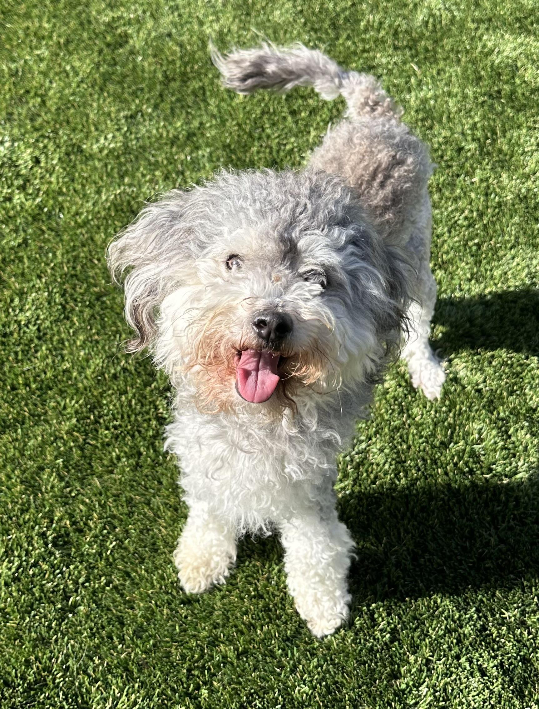 Maisy, an adoption pending mixed breed in Fremont, CA image 2/3