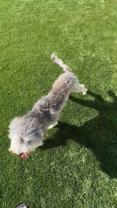 Enlarge Maisy, an adoption pending mixed breed in Fremont, CA video 3/3