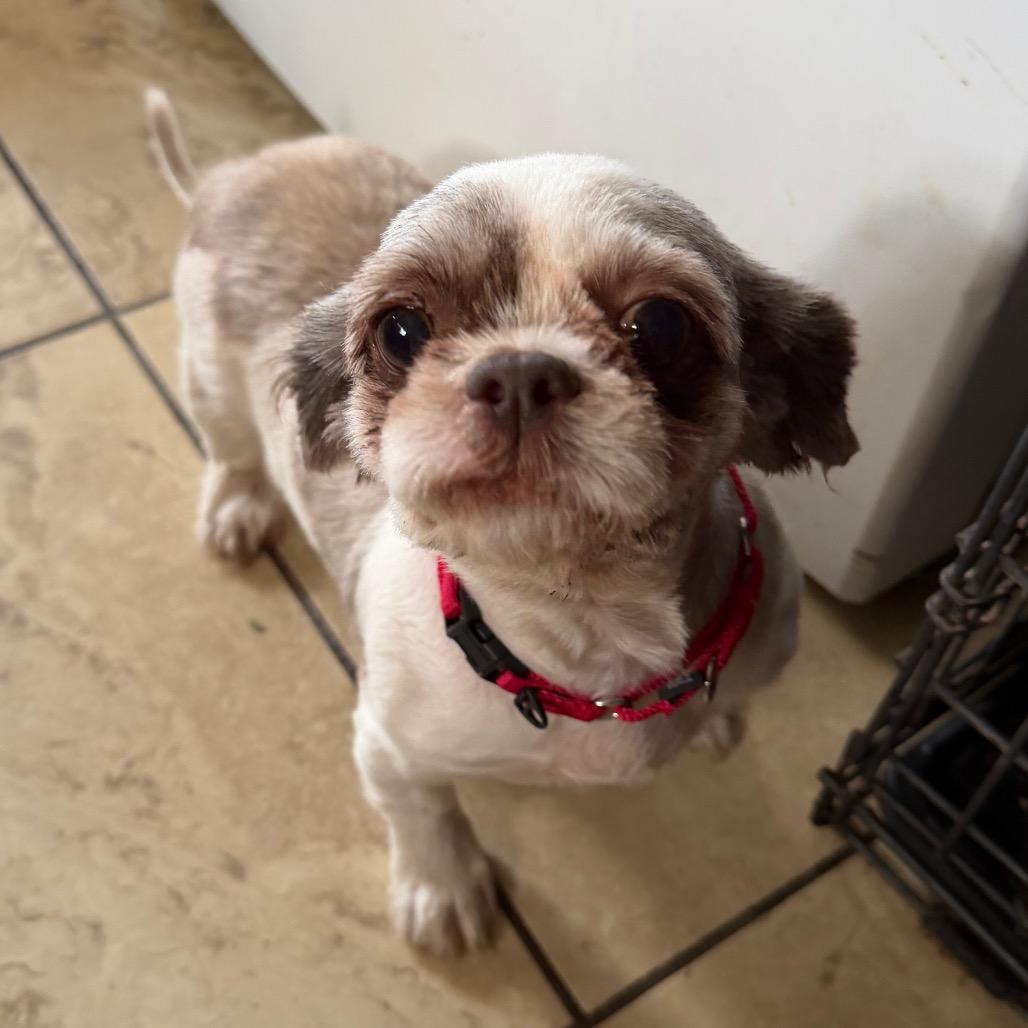 Maude, Adoptable, Adult Female Shih Tzu.