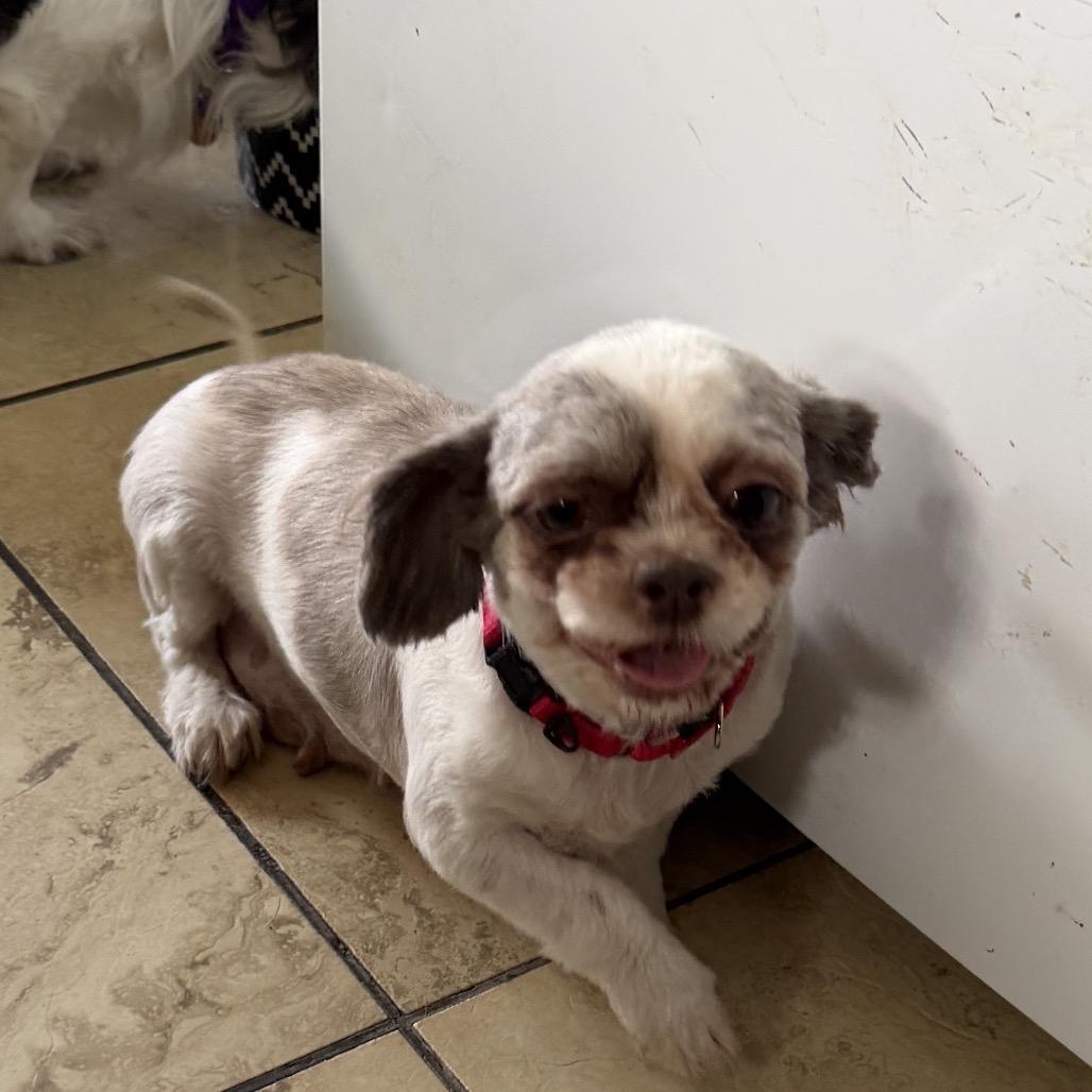 Enlarge Maude, a Adoptable Shih Tzu in Sinking Spring, PA image 2/2