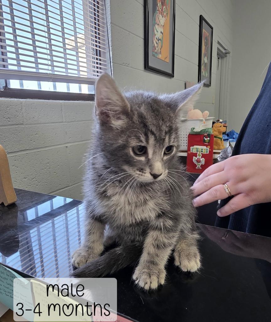 Enlarge Dusty, a Adoptable Domestic Medium Hair in Holbrook, AZ image 1/1