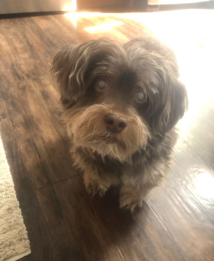 Twix *LOCAL*, Adopted, Senior Male Yorkshire Terrier & Shih Tzu.
