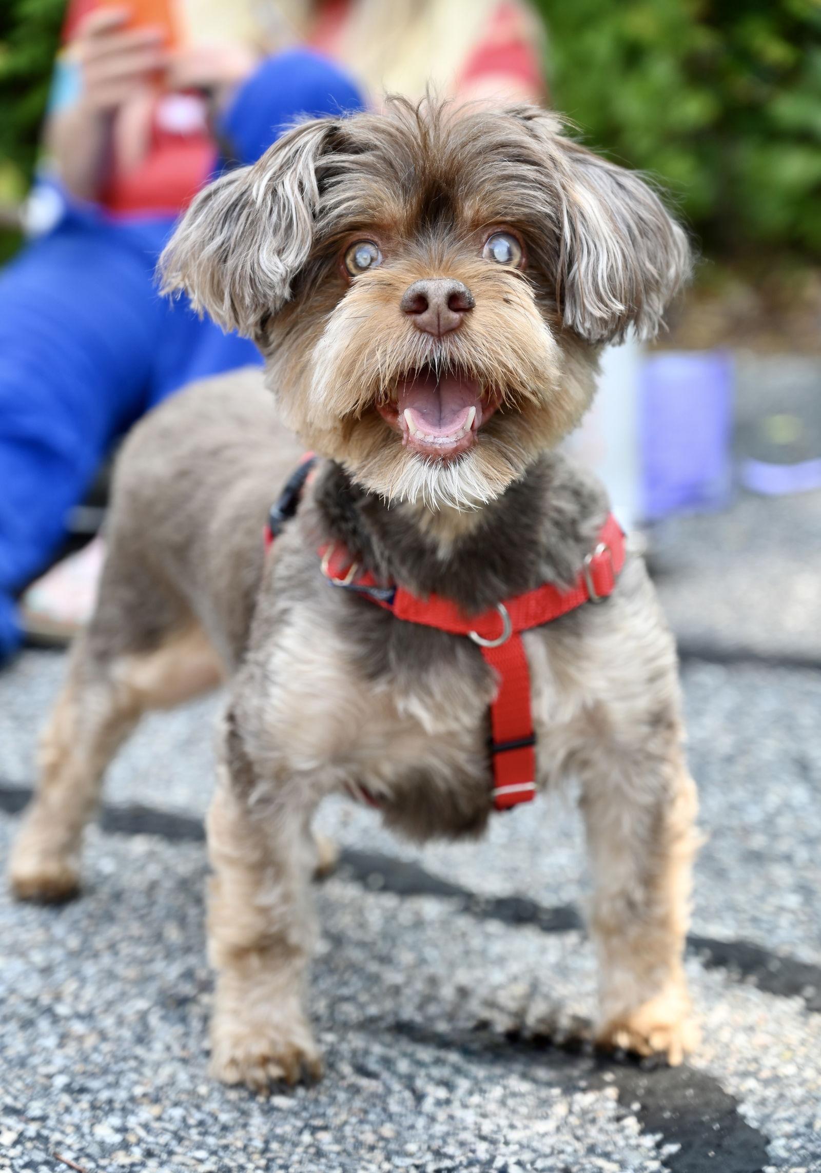 Enlarge Twix *LOCAL*, a Adopted mixed breed in Wakefield, RI image 2/3