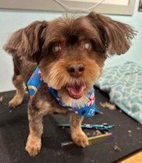 Enlarge Twix *LOCAL*, a Adopted mixed breed in Wakefield, RI image 3/3