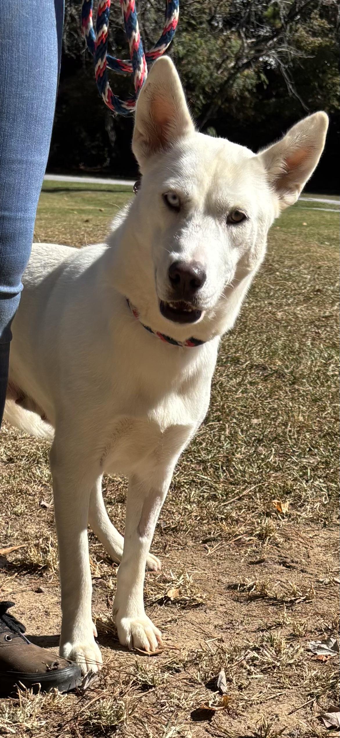 Enlarge Elsa, a Adoptable mixed breed in Smyrna, GA image 2/2