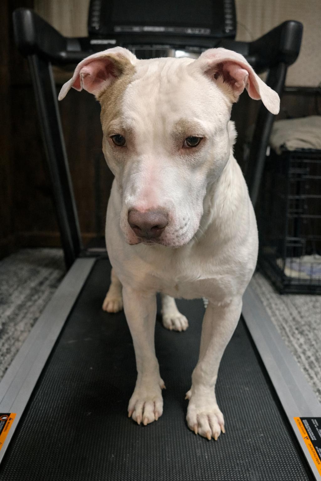 Enlarge Patches O’Houlihan, a Adopted American Staffordshire Terrier in Wheaton, IL image 4/6