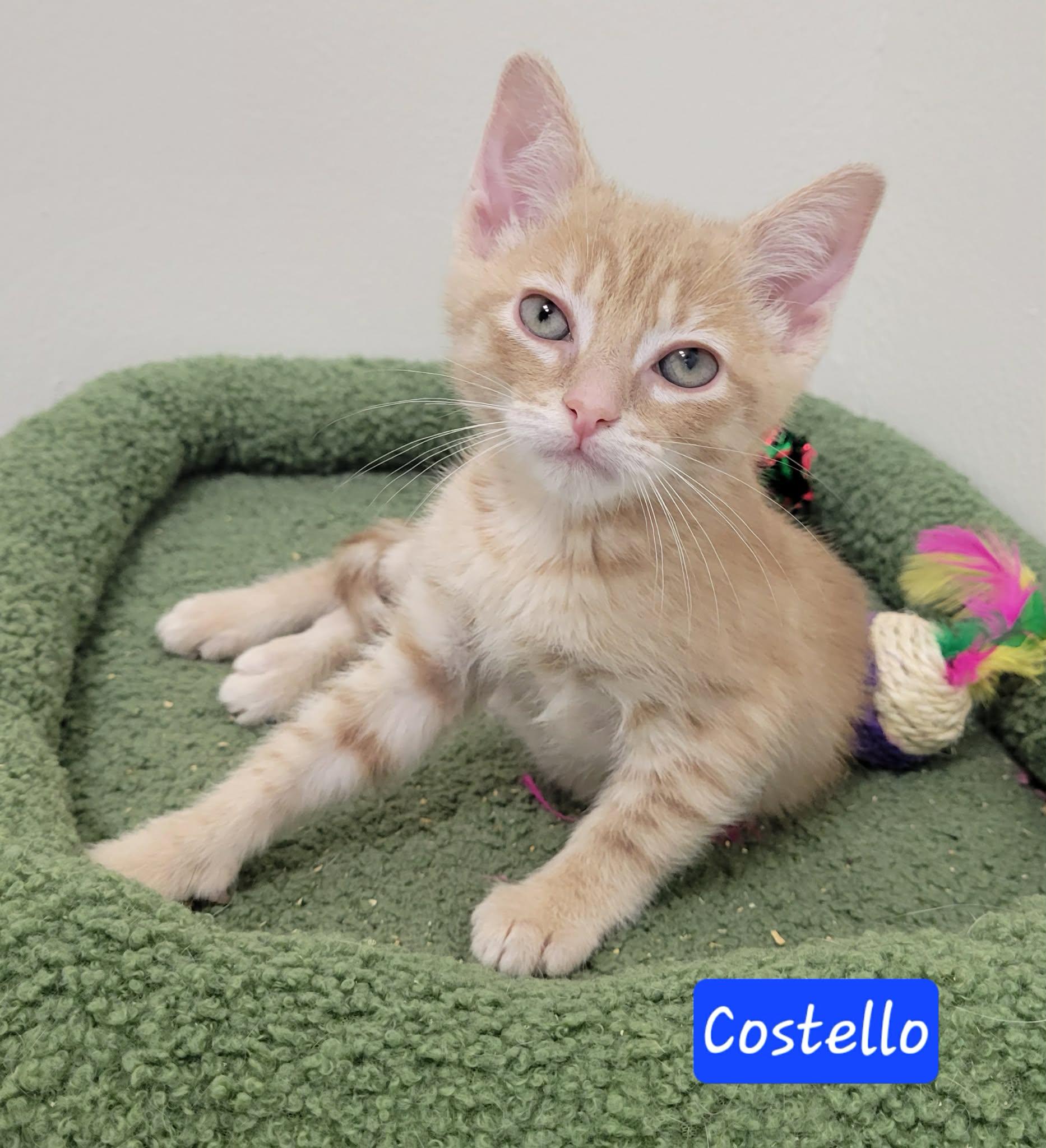 Enlarge Costello, a ADOPTABLE Domestic Short Hair in LaPlace, LA image 1/5