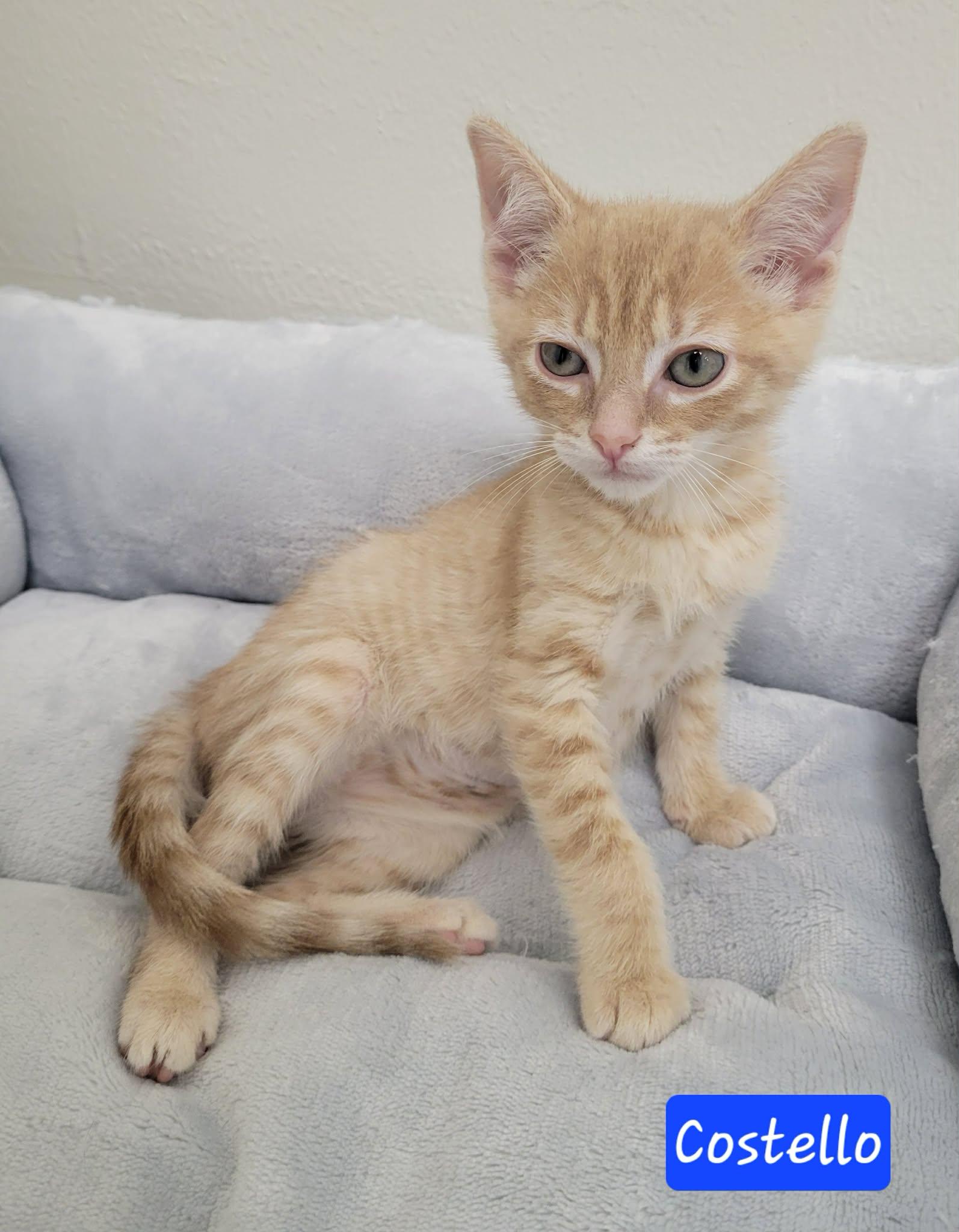 Enlarge Costello, a ADOPTABLE Domestic Short Hair in LaPlace, LA image 2/5