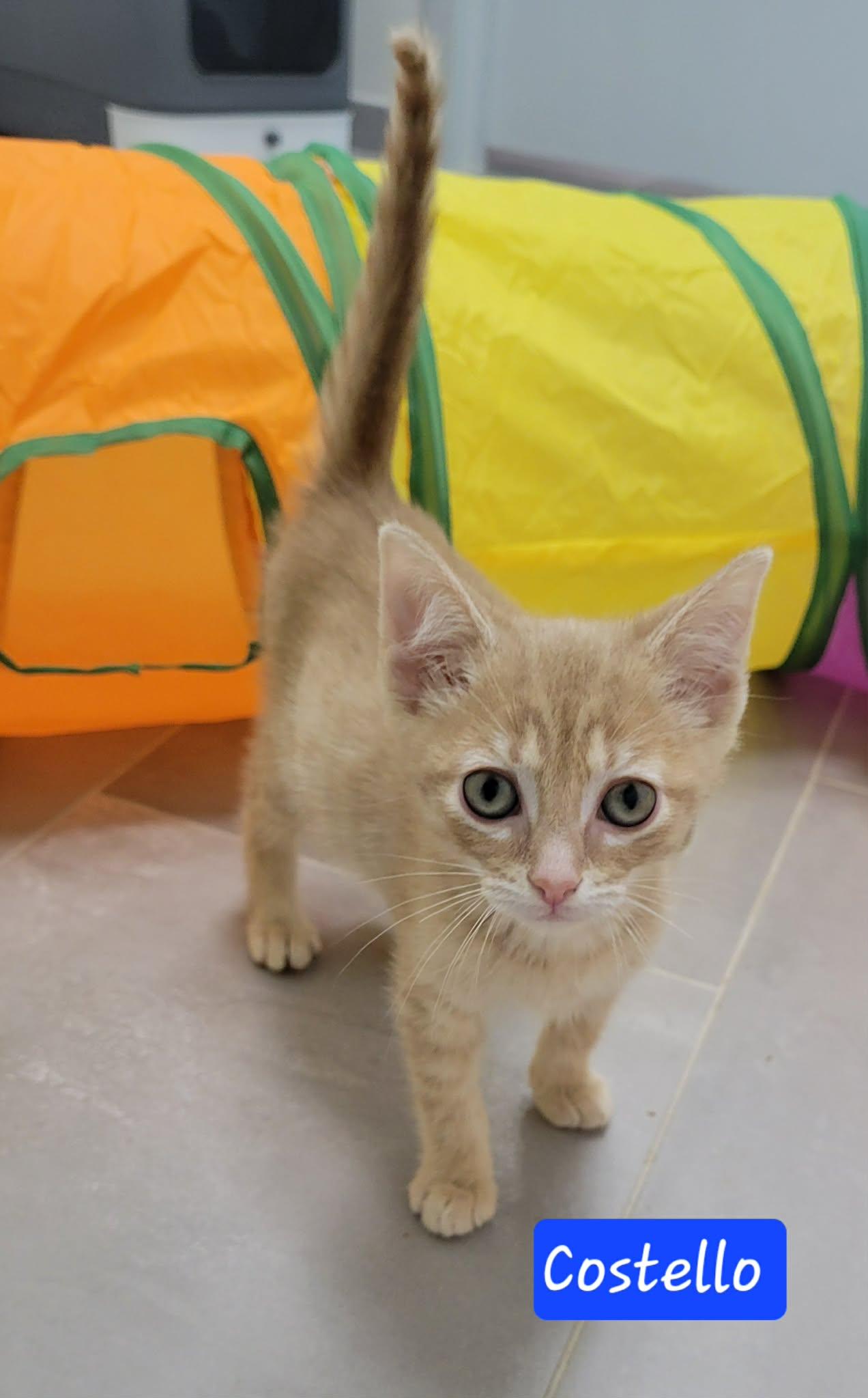 Enlarge Costello, a ADOPTABLE Domestic Short Hair in LaPlace, LA image 4/5