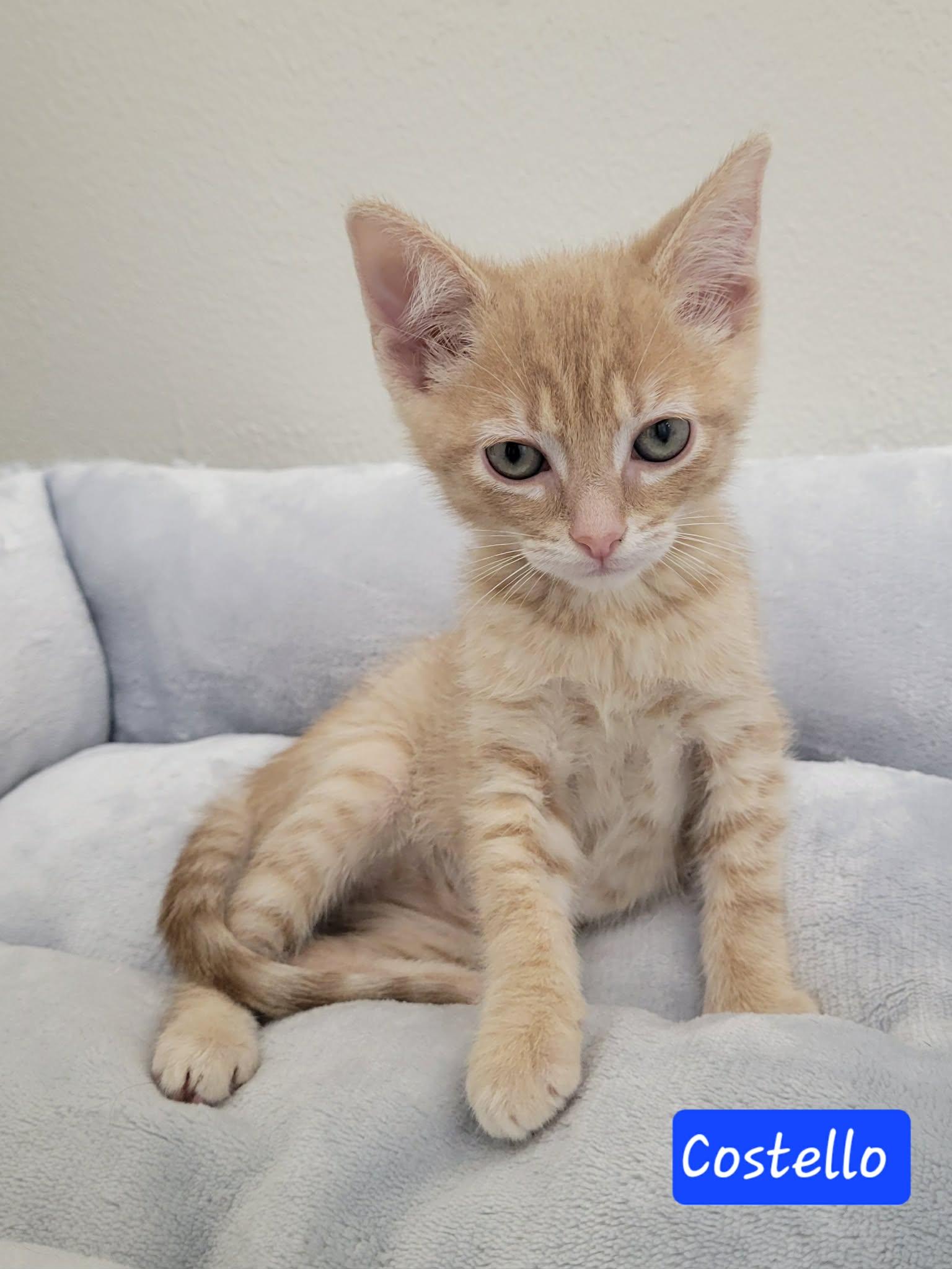 Enlarge Costello, a ADOPTABLE Domestic Short Hair in LaPlace, LA image 3/5