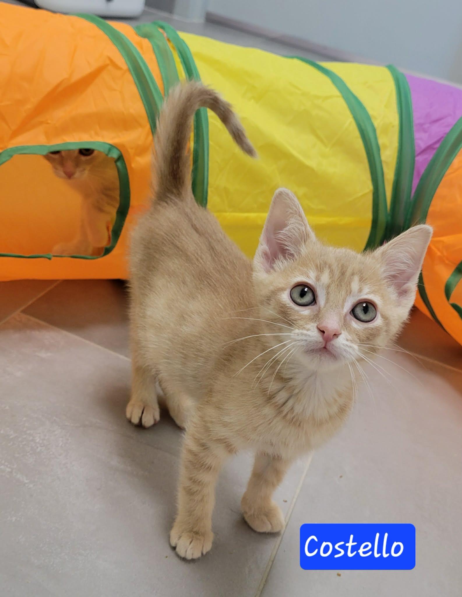 Enlarge Costello, a ADOPTABLE Domestic Short Hair in LaPlace, LA image 5/5
