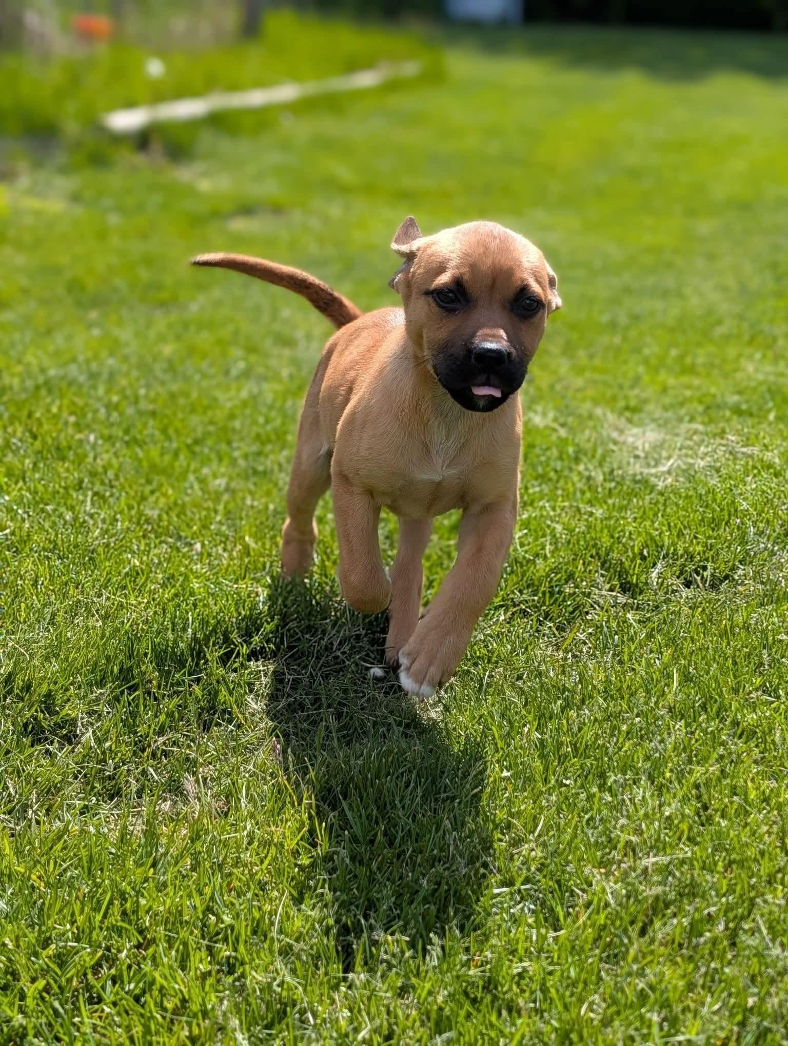 Enlarge Mia, a ADOPTABLE mixed breed in Byron, IL image 1/2