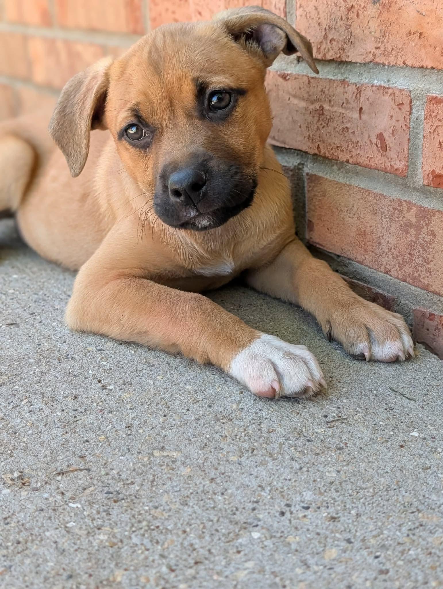 Enlarge Mia, a ADOPTABLE mixed breed in Byron, IL image 2/2