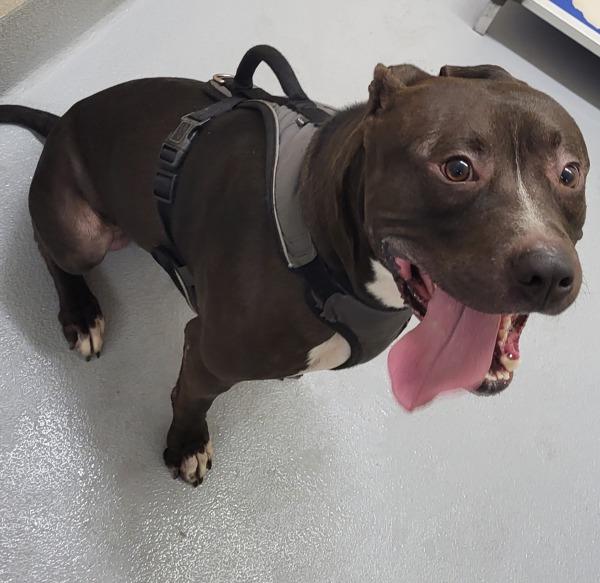 Pen 132c Jasper, Adoptable, Adult Male Pit Bull Terrier.