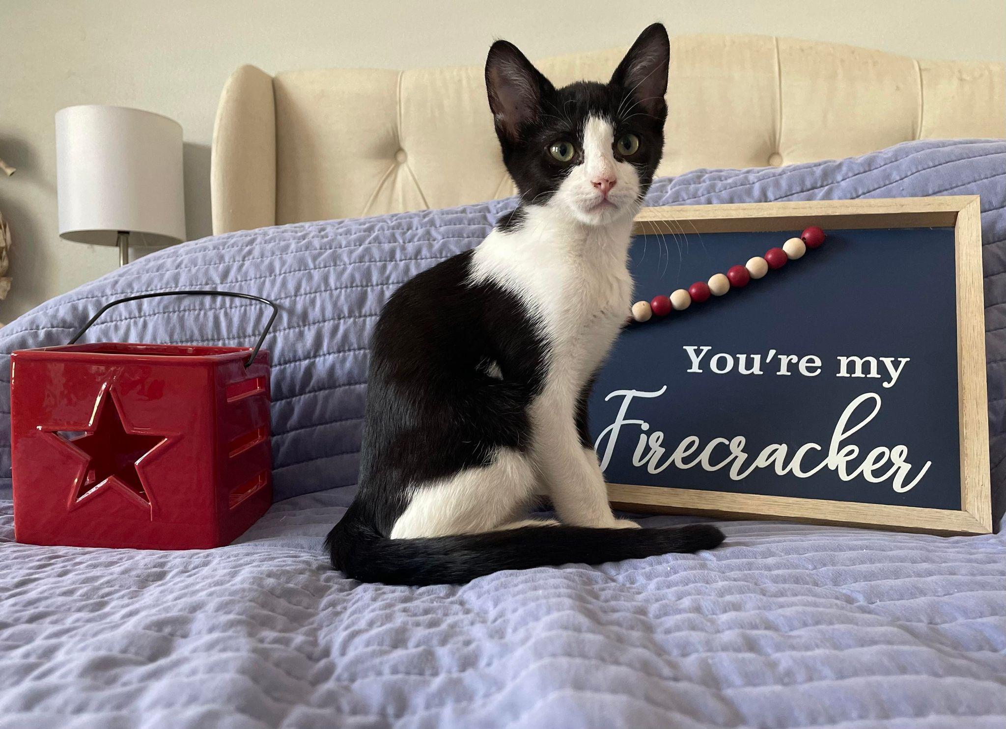 Enlarge Markus, a Adopted Domestic Short Hair in Alvin, TX image 4/6