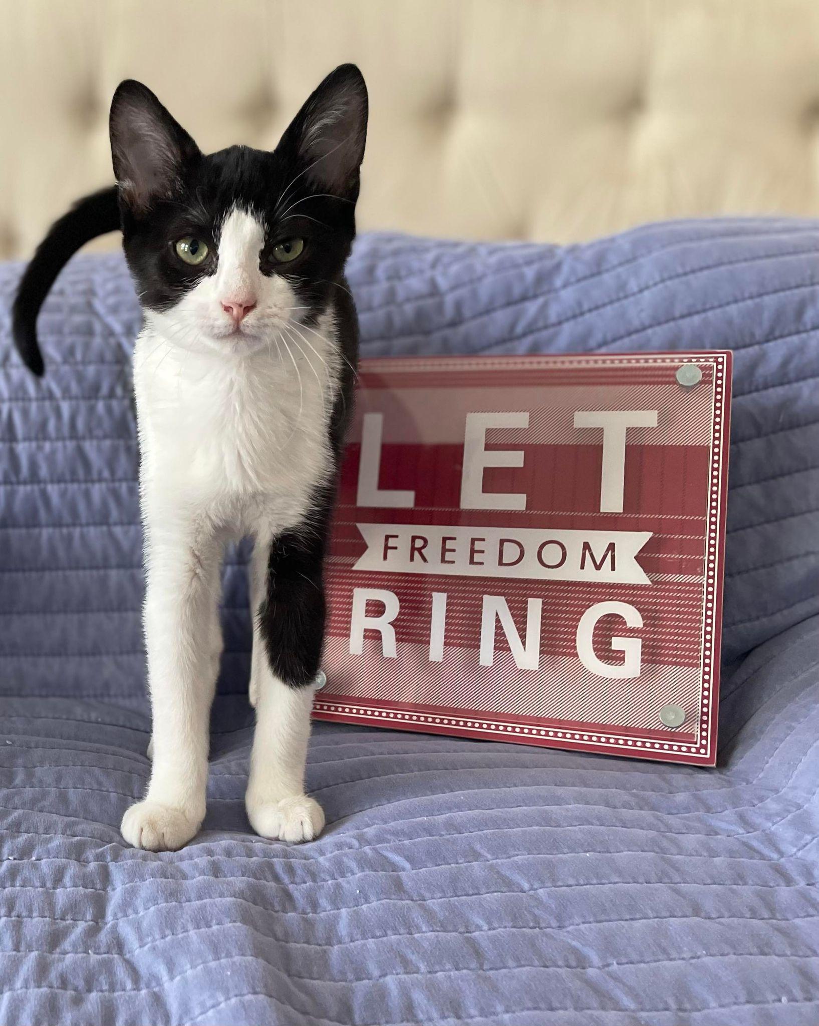 Enlarge Markus, a Adopted Domestic Short Hair in Alvin, TX image 5/6