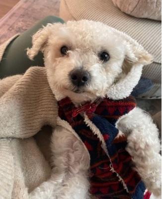 Abby, an adoptable Maltipoo, Poodle (Toy) in Portland, OR, 97213 | Photo Image 1